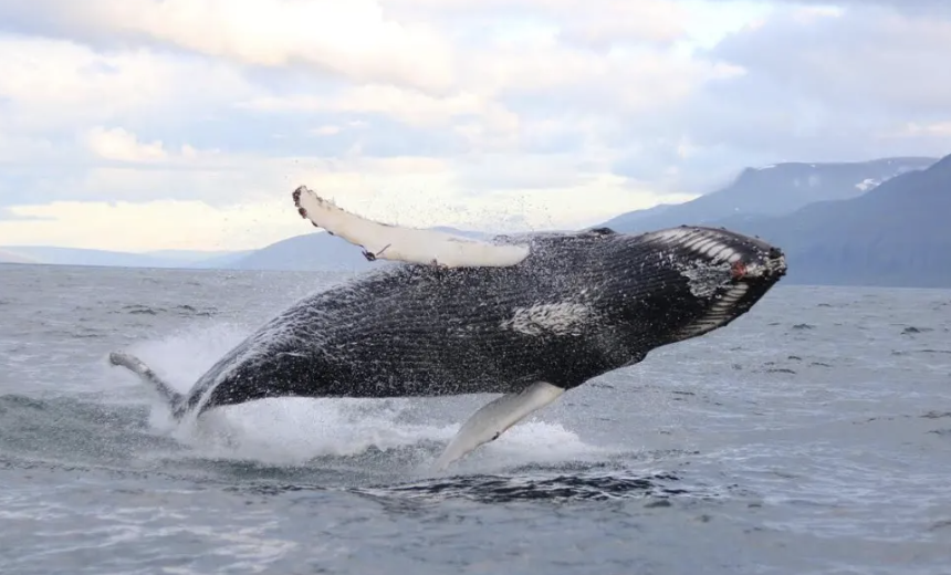 Whale Watching in Ísafjarðardjúp