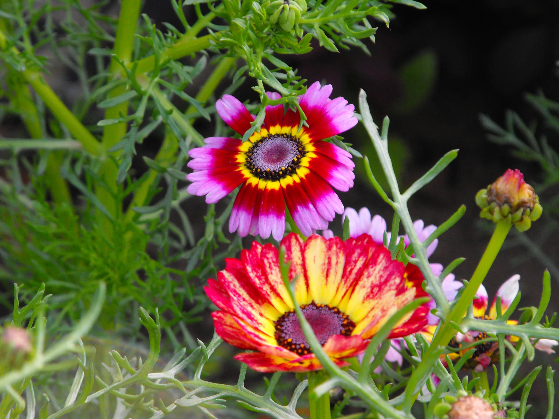 Akureyri Botanical Garden thumbnail